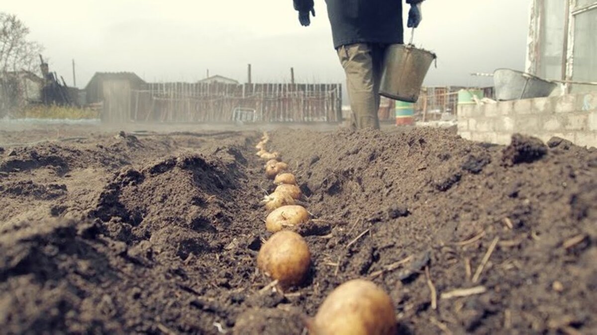Что положить в лунку при посадке картофеля?