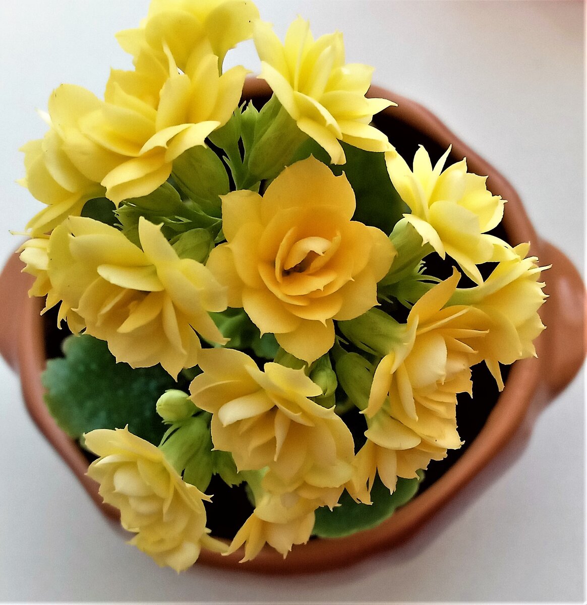 Радостный цветок. Фото автора канала.