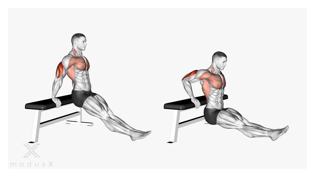 Palworld что качать. Обратные отжимания от скамьи на трицепс. Обратные отжимания на трицепс. Обратные отжимания от скамьи на трицепс техника.