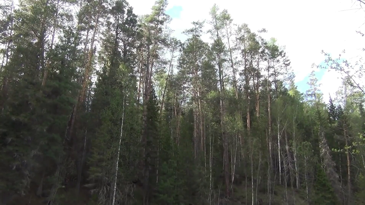Корабельные сосны в Девственной тайге. - (смотрите на видео внизу статьи)