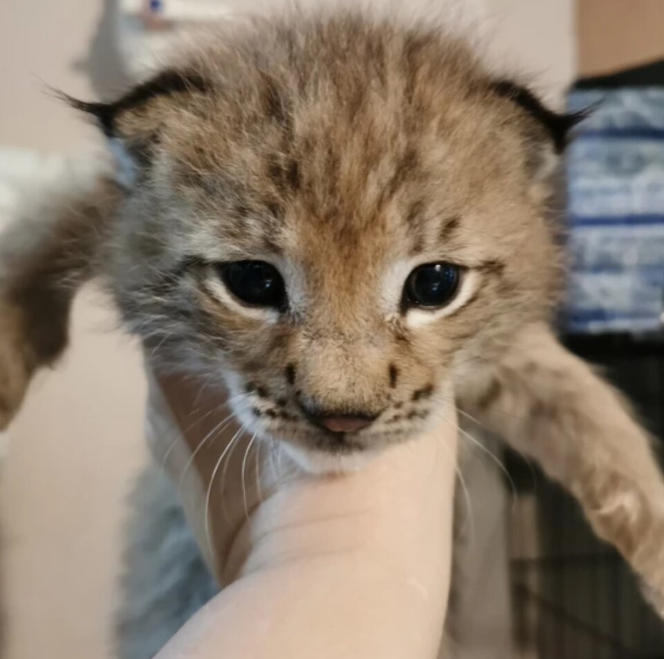 Когда его нашли, было очевидно, что рысенок настолько мал, что только открыл глазки