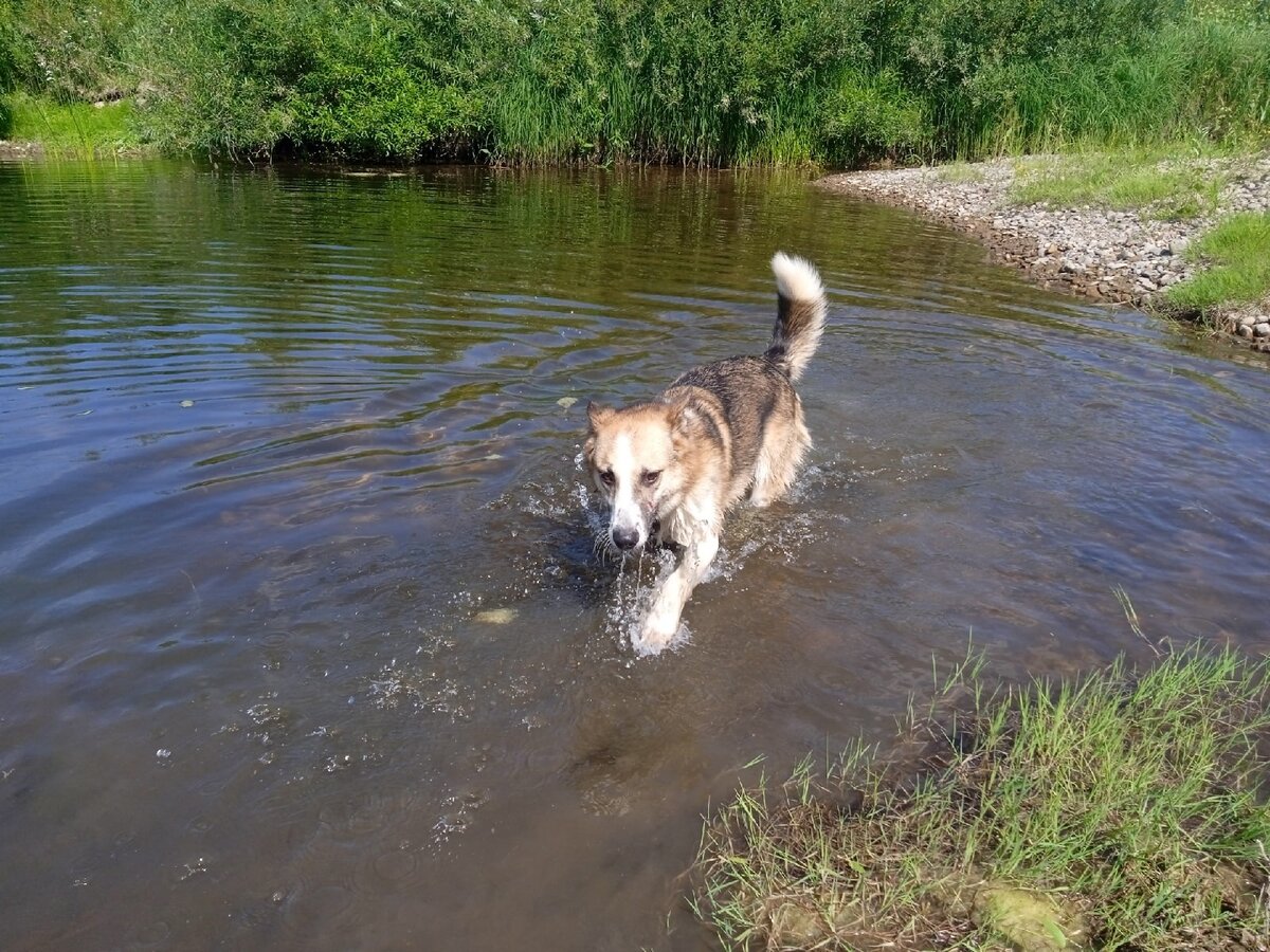 Ласка обожает реку! Ходит и бегает по мелководью