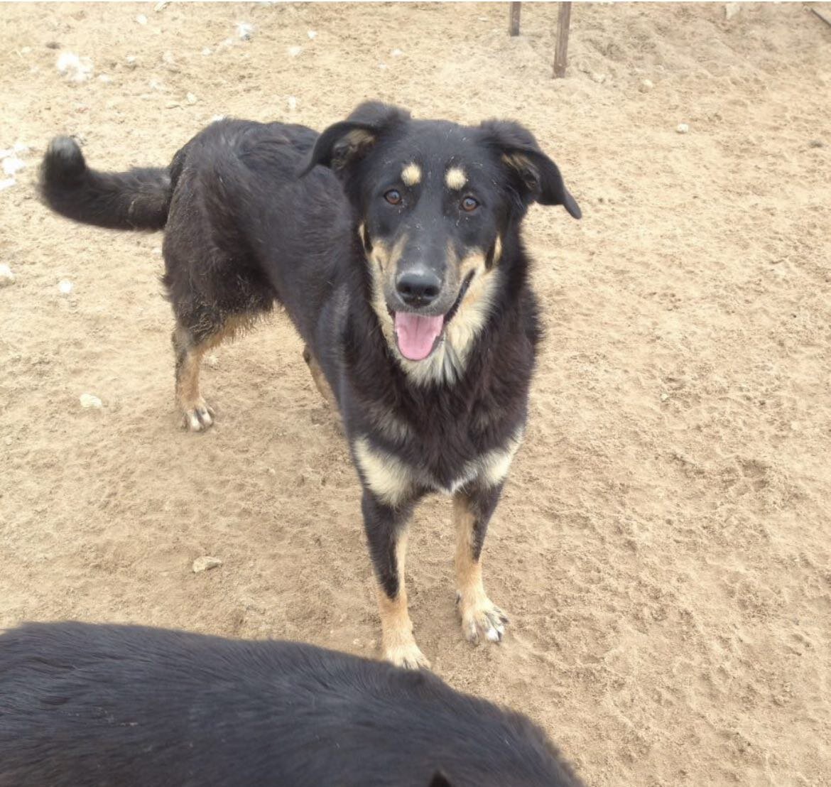 Стела еще в приюте.