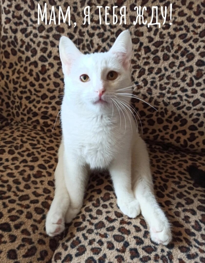 Антошка сейчас