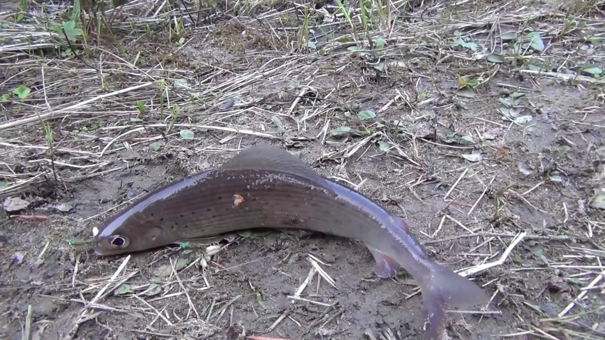 хариус - (смотрите на видео внизу статьи)