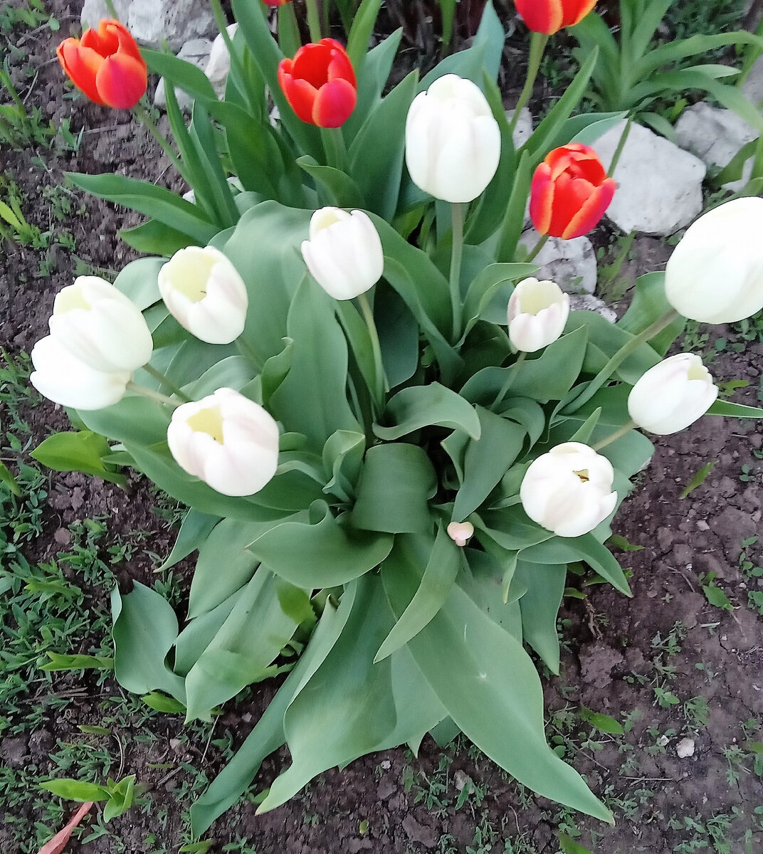 Месяц май. Фото автора канала.