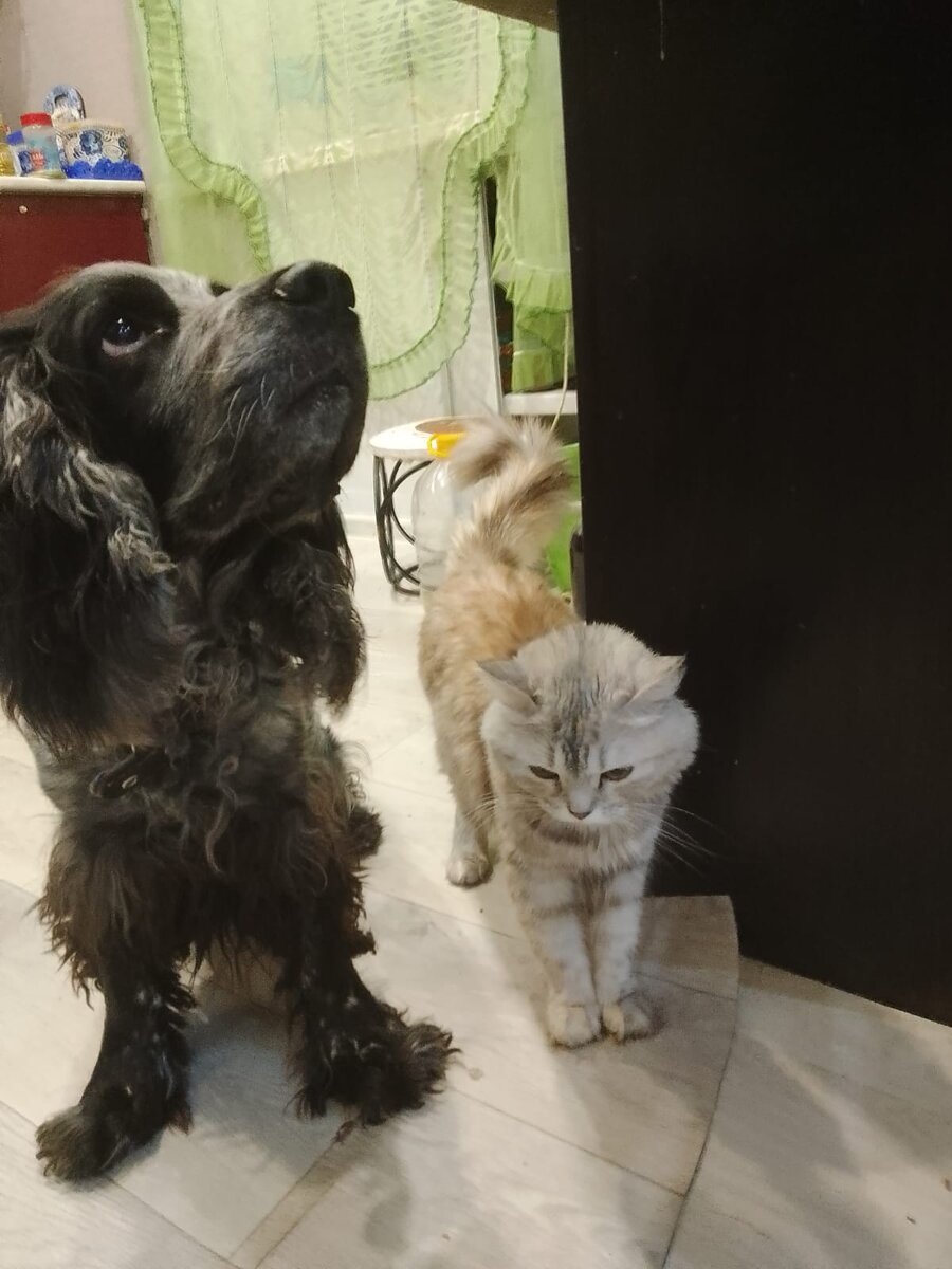 Верный Грей и ласковая Буся. Фотография предоставлена владельцем 