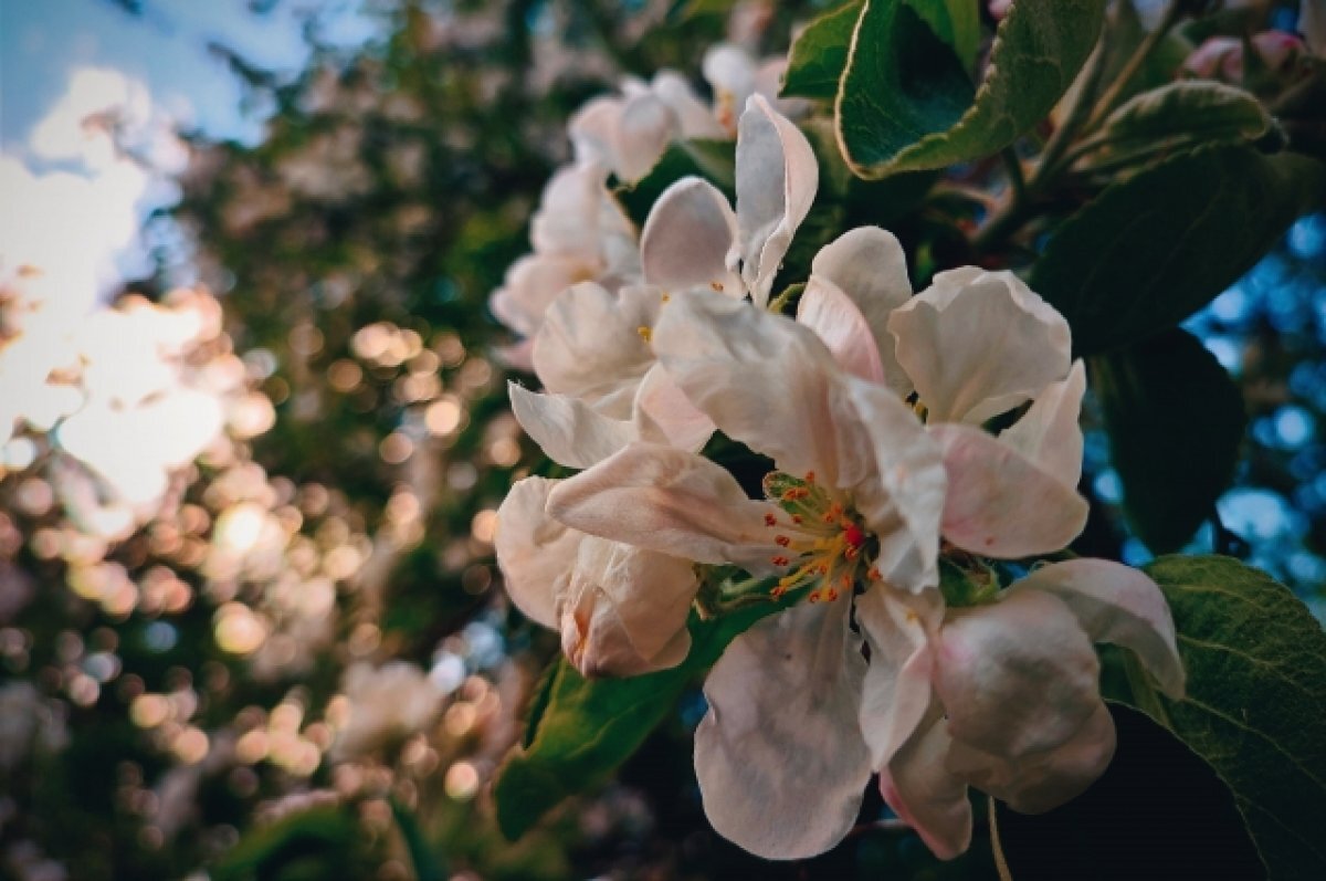    В Тверскую область придёт летнее тепло