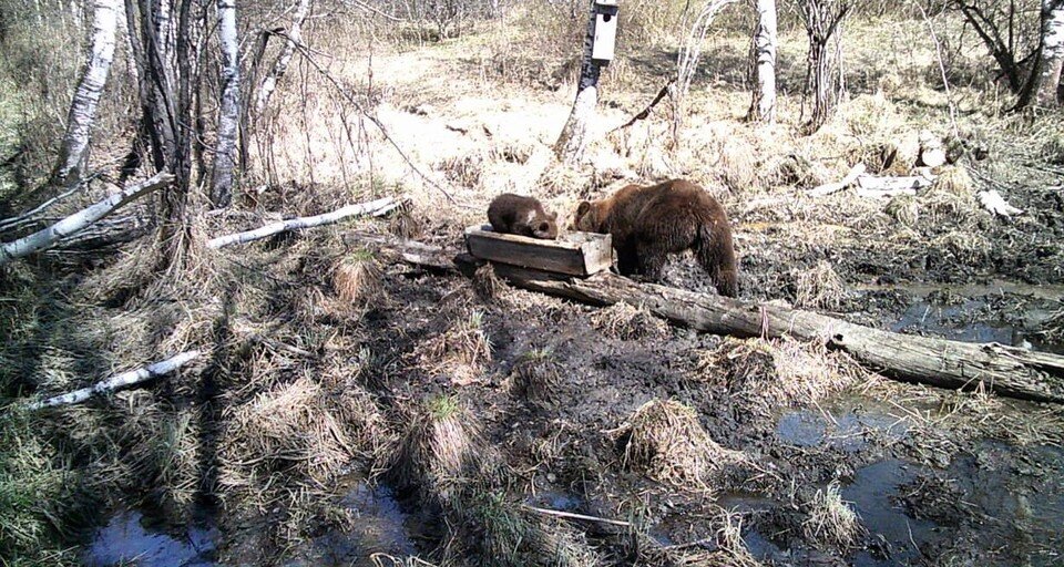    Мишкам солонец понравился. Фото: Минприроды НСО // телеграм-канал.