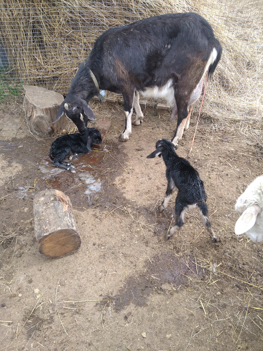 Вот такую картину я увидела утром 5 мая, когда пришла к моим девочкам.