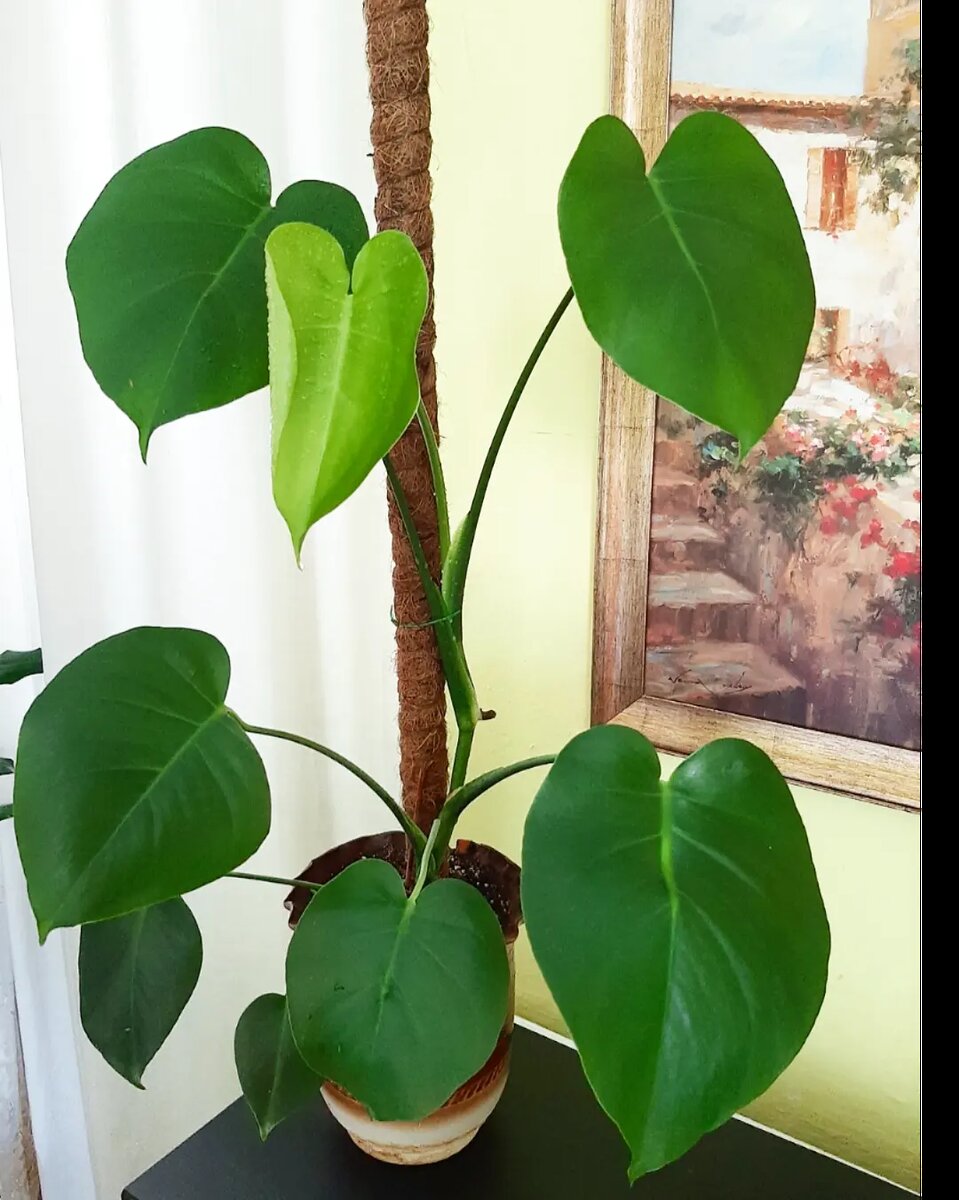 Монстера делициоза