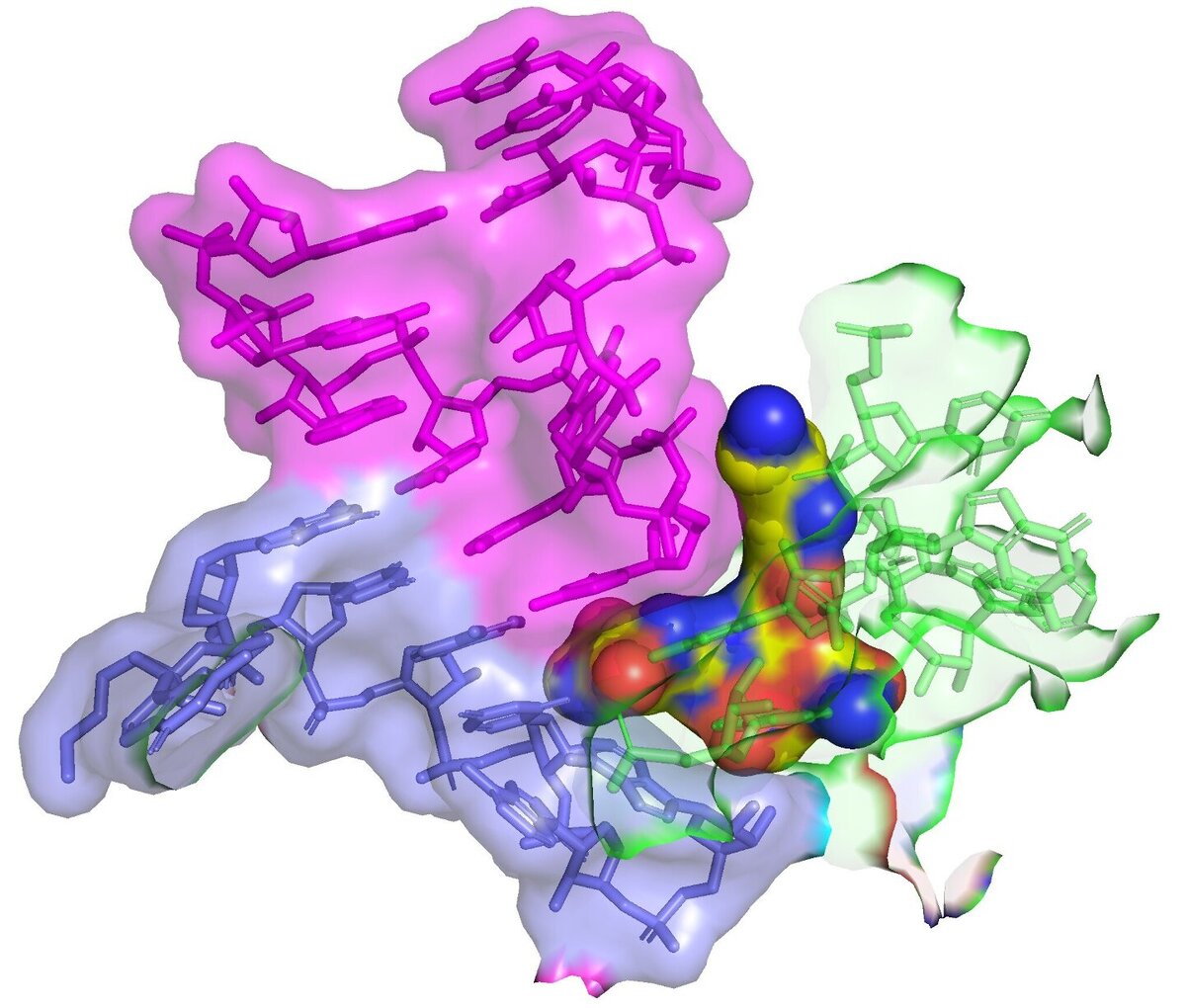     Фото: Christopher E. Morgan et al./PLOS Biology, 2023 Стрептотрицин-F (желтый) связывается с 16S рРНК (зеленый) бактериальной рибосомы