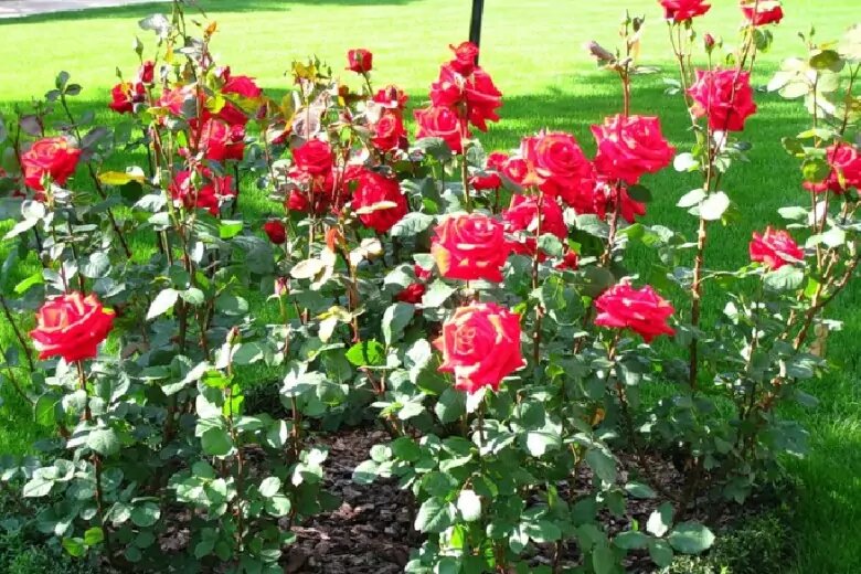 Как посадить розу на участке по весне: инструкция