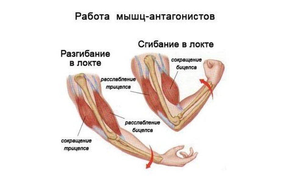 Разгибать сгибать. Мыщуцы сгебаиелем руки в локтевом суставе является. Работа мышц антагонистов и синергистов. Мышцы агонисты в локтевом суставе. Агонисты антагонисты синергисты.