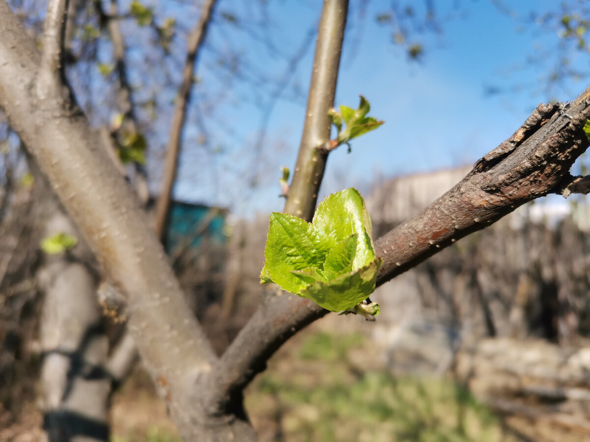 Яблоня только распускает листья