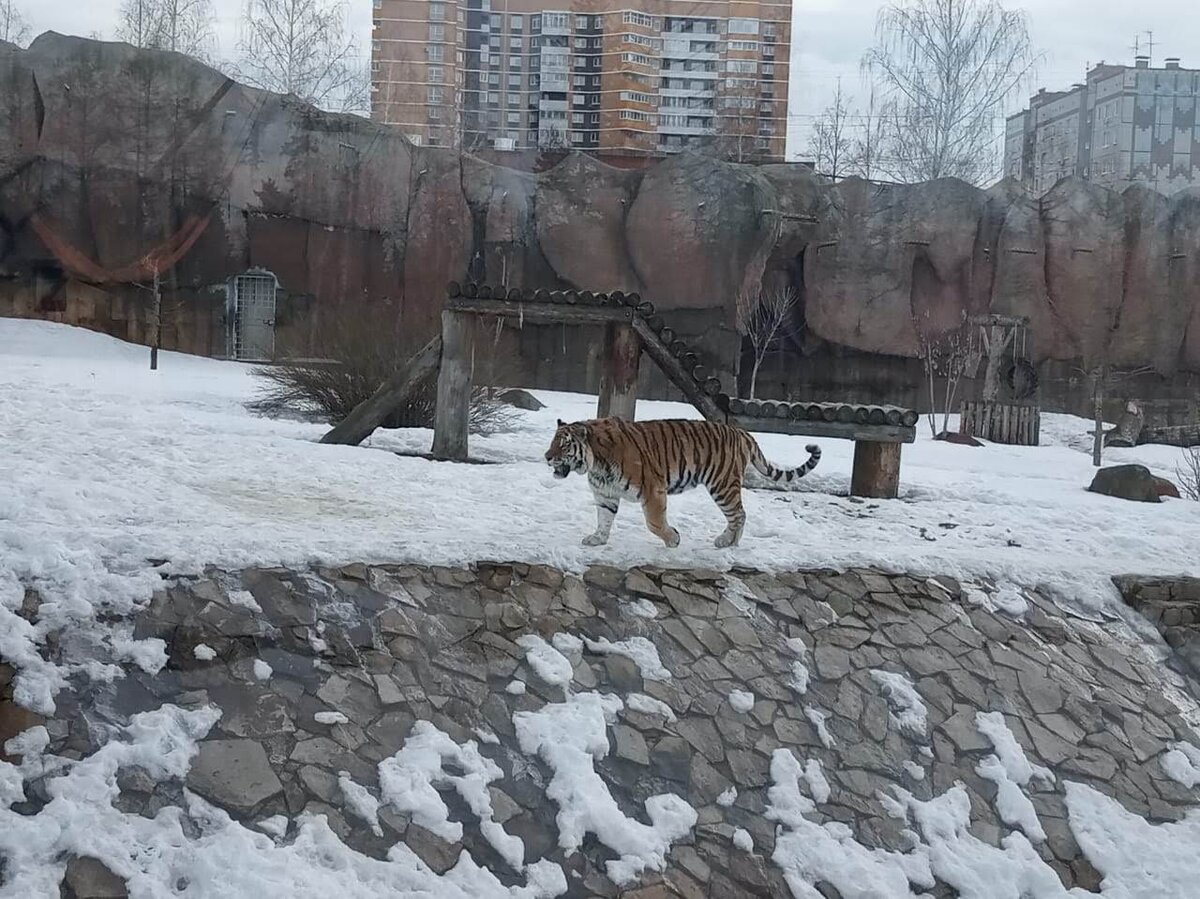 ижевск зоопарк зимой