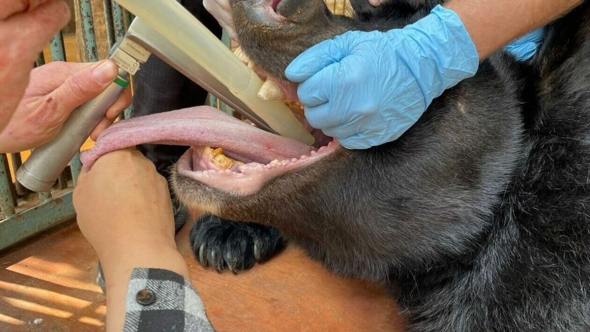     Необычная стоматологическая операция прошла в Уссурийске. Все её этапы фиксировались фотосъёмкой.