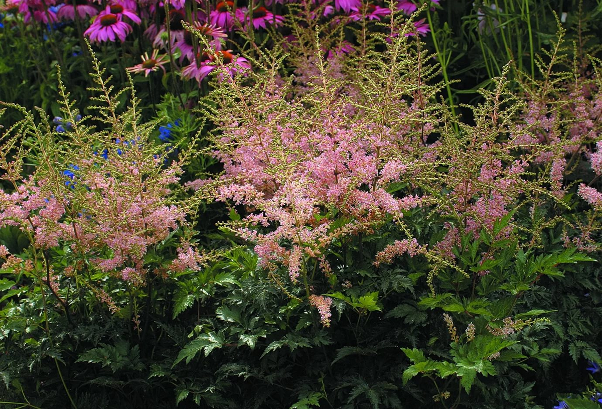 Фото с инета