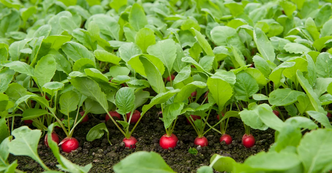 Фотография взята из источника yandex.ru