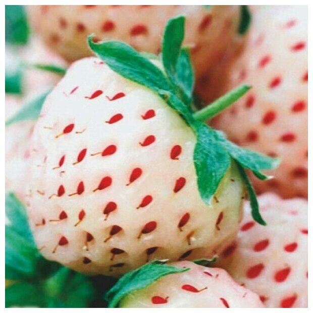 Саженец Земляника садовая Пайнберри (5шт) по ссылке:
https://market.yandex.ru/product--sazhenets-zemlianika-sadovaia-painberri-5sht/1735993176?cpc=5Ms2QN3Fcs7kb_S5YYFrFBFWYxQWFTzhrk1iP65jA229nIJHCJ8nCoOWWGT-8e9cJqyf7FHz4kHuqx1UlDiDBfmX5Iy7nc9UrxqecnRIJGywCr-dzDsMka_A1eOa98Bepoj7KvFIR8hIreW2_CO_1qGWibPLcRU_xBgyJGSSg39vYvTxYi0PM-7EXOuy3xMfj5iGIhQ20oOYlHEY-hBdylRsaHXvXSJozWgBLeBI7fQj6b3vS0dMvvVUMVS5sLRgyx1sJZRcfDyO5xKDMOv8SQ%2C%2C&sku=101645646465&offerid=j-B8iqNwu-V-LRH4fKSzqQ&cpa=1