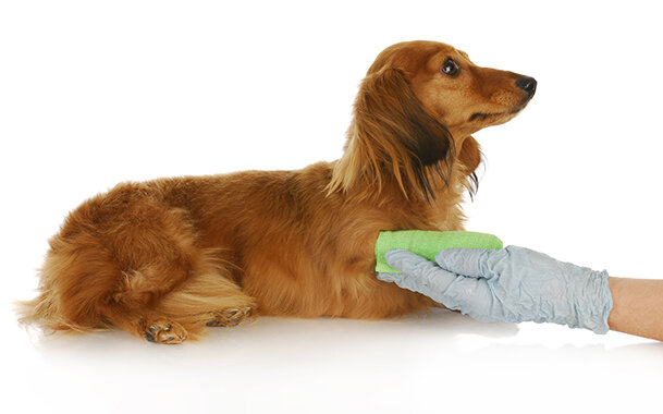 Чем промыть собаке глаза в домашних условиях - ветклиника 