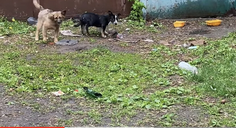 Женёк и Тоша 