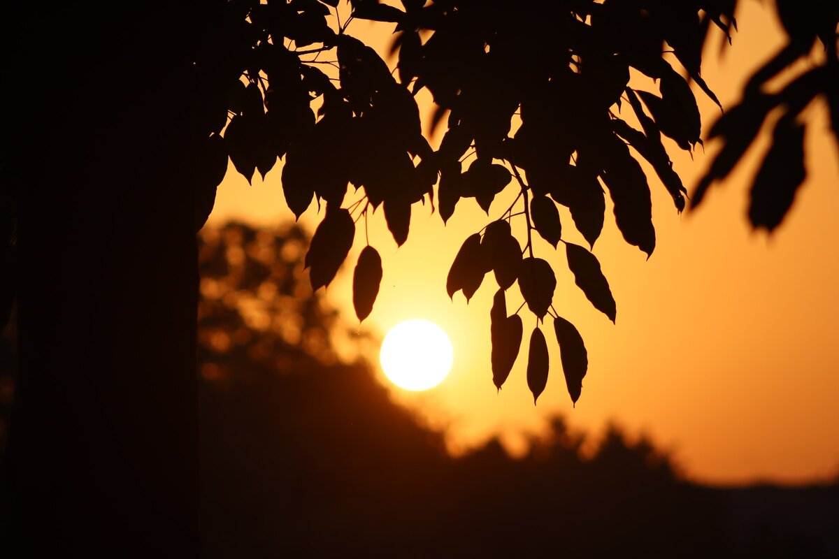 Картинка с бесплатного фотостока https://unsplash.com, автор Anees Ur Rehman