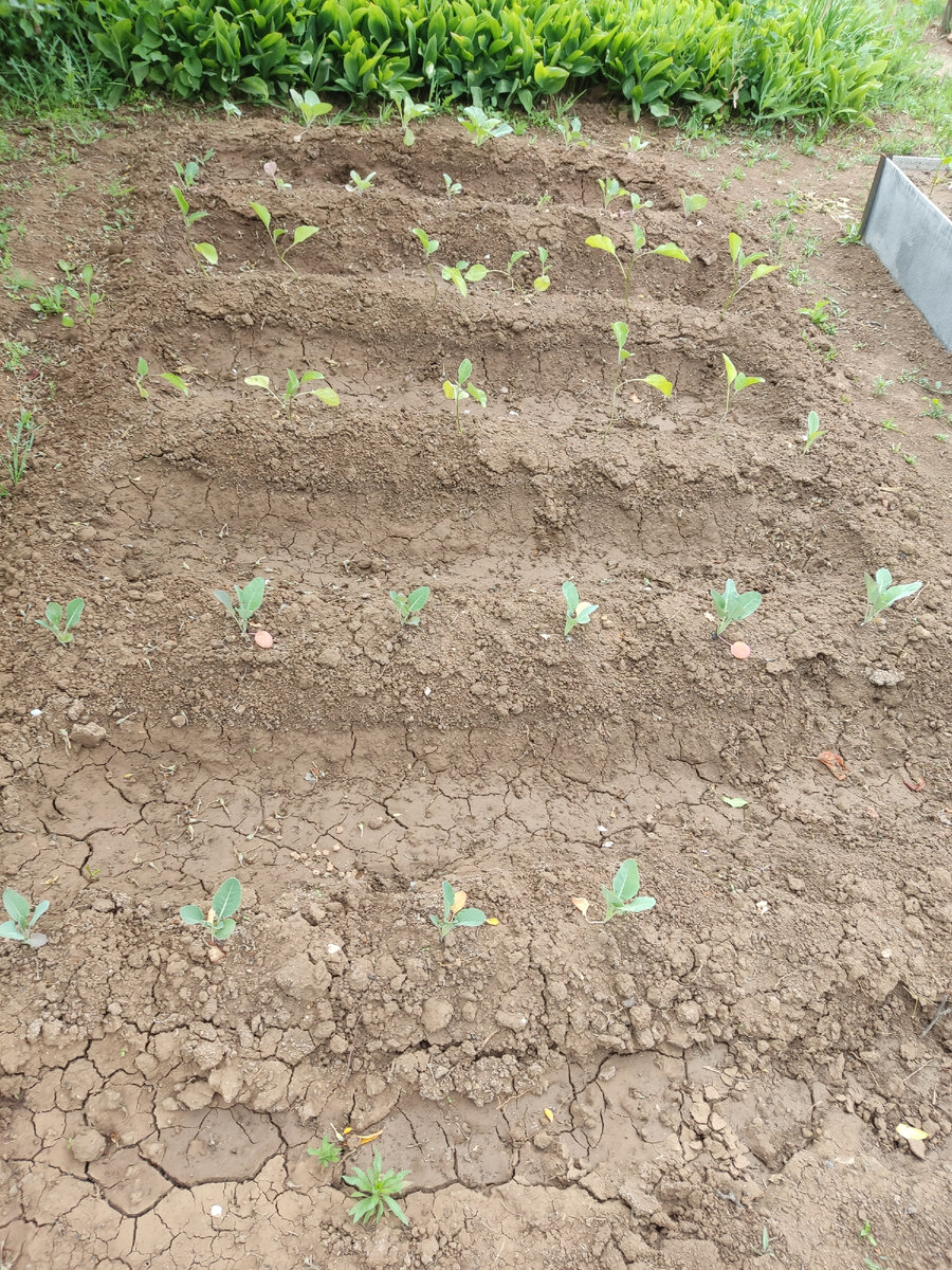 Капуста, баклажаны