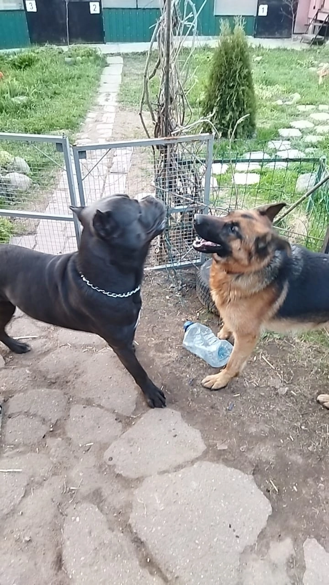 Зеленая собака клуб. Зелёная собака бар кузнецкий. Клубные собаки. Мария борисова москва. Будь пёс.