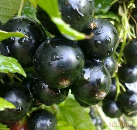 Смородина Добрыня