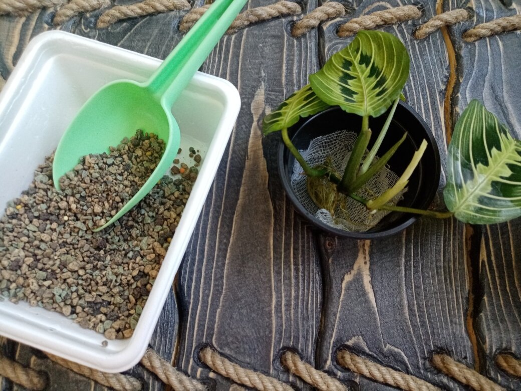 Мешаем лечузу с осмокотом. Фото автора