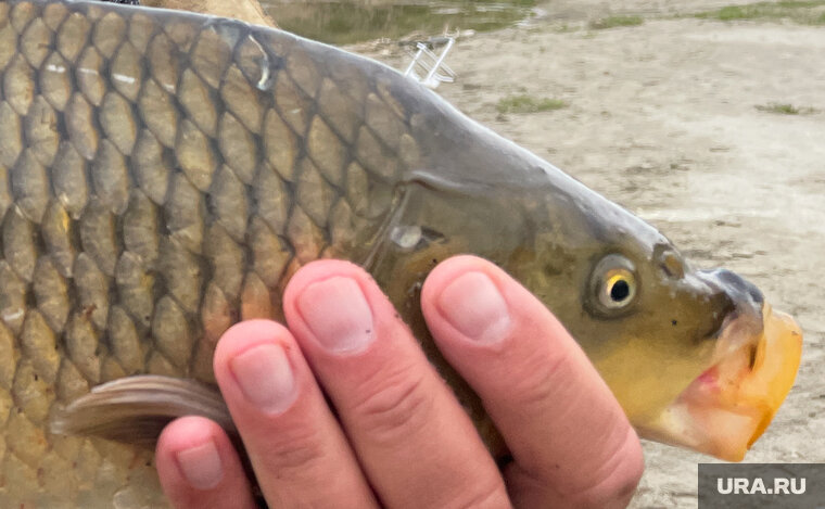    Мужчины поймали карпов на озерах Агашкуль и Сунгуль