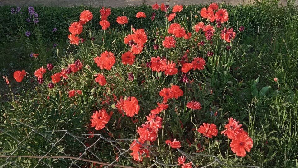 Маки. Фото может быть и не совсем хорошее, но оригинальное, снято на ходу.