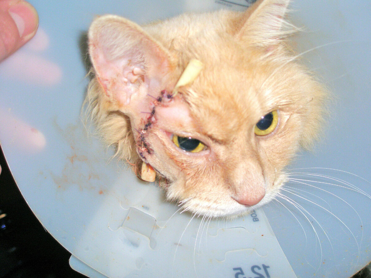 Абсцесс у кошек и котов: признаки и методы лечения нарывов | 3ККК Кошки, коты и котята | Дзен