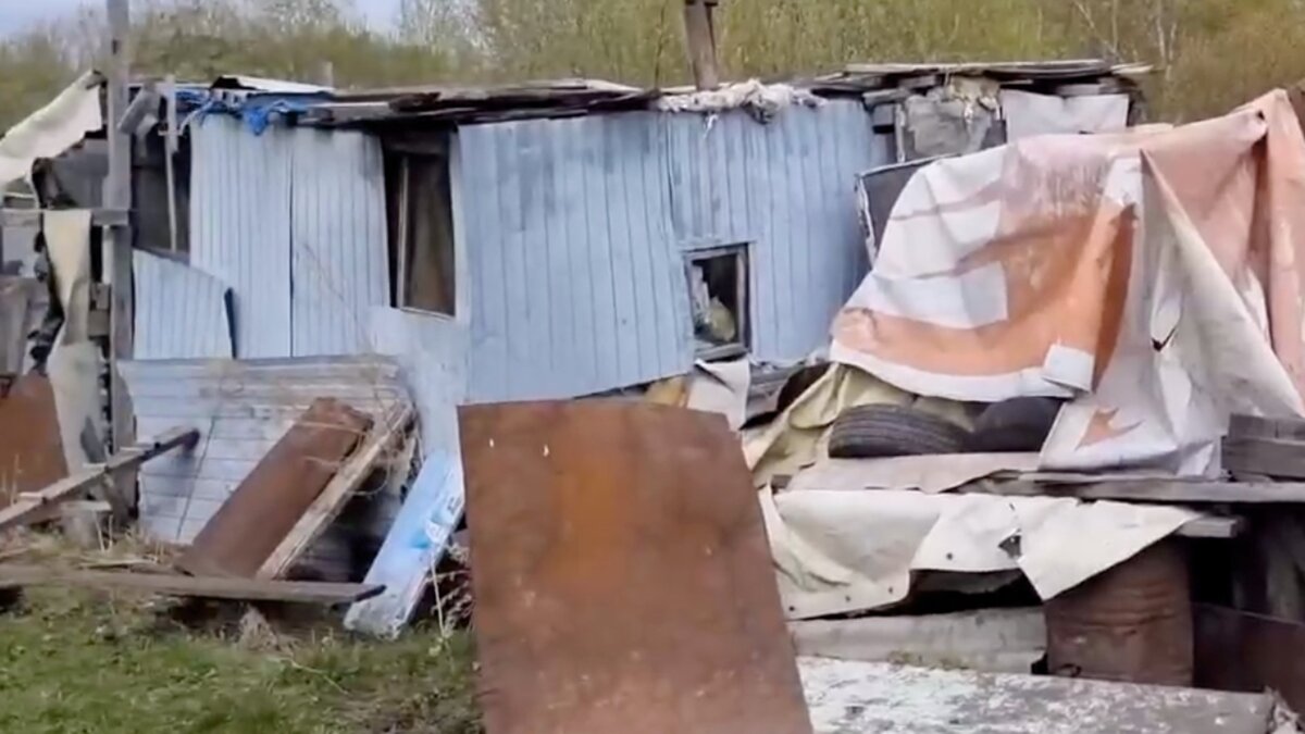 В Красноярске бездомные съели собак Проспект Мира Дзен