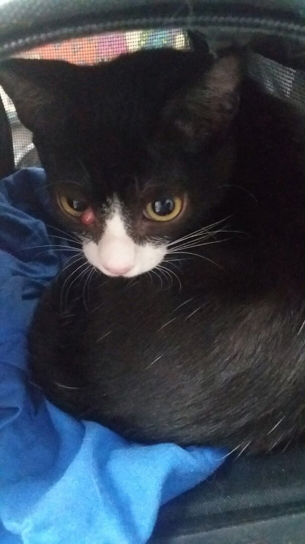 Чип до операции