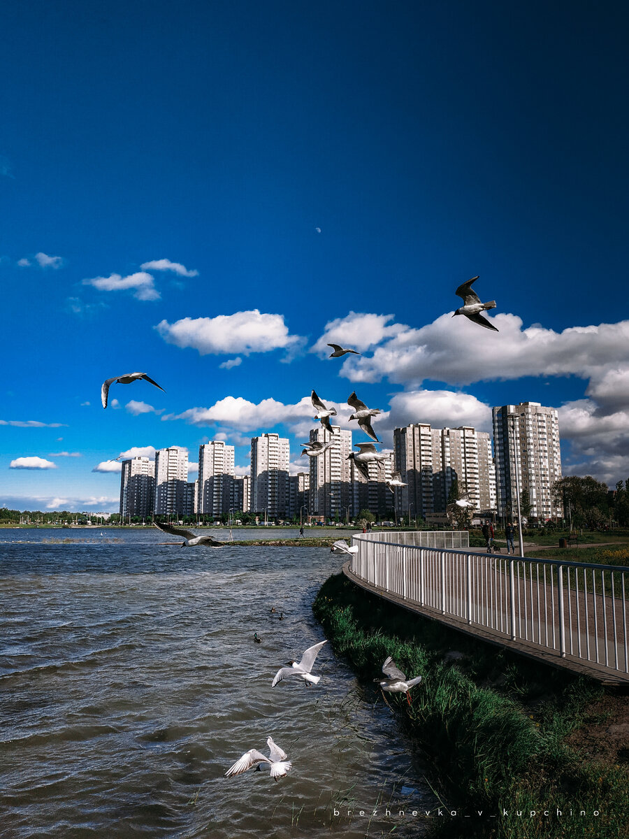 Чайки летают, как на море. На заднем плане — ЖК «Серебряные ключи». Фото моё.