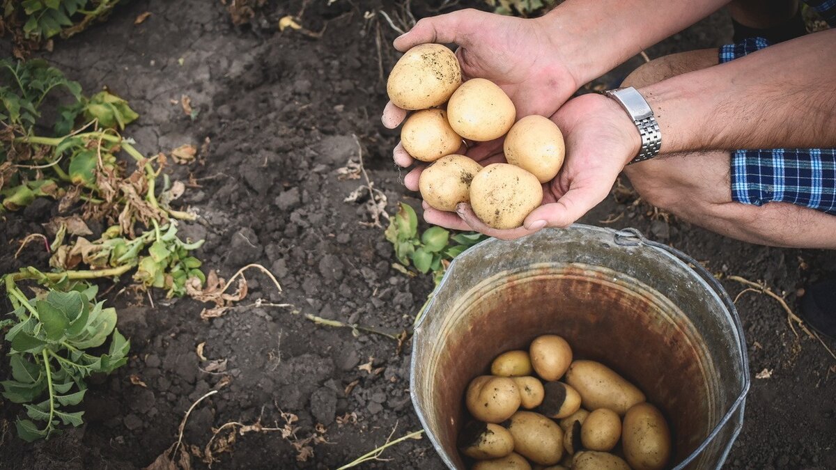     Депутаты Государственной Думы напоминают россиянам, что продажа продукции с огорода на территории страны незаконна. За это предусмотрены штрафы. «Новые известия» выяснили, что разрешается дачникам, а что находится под запретом.