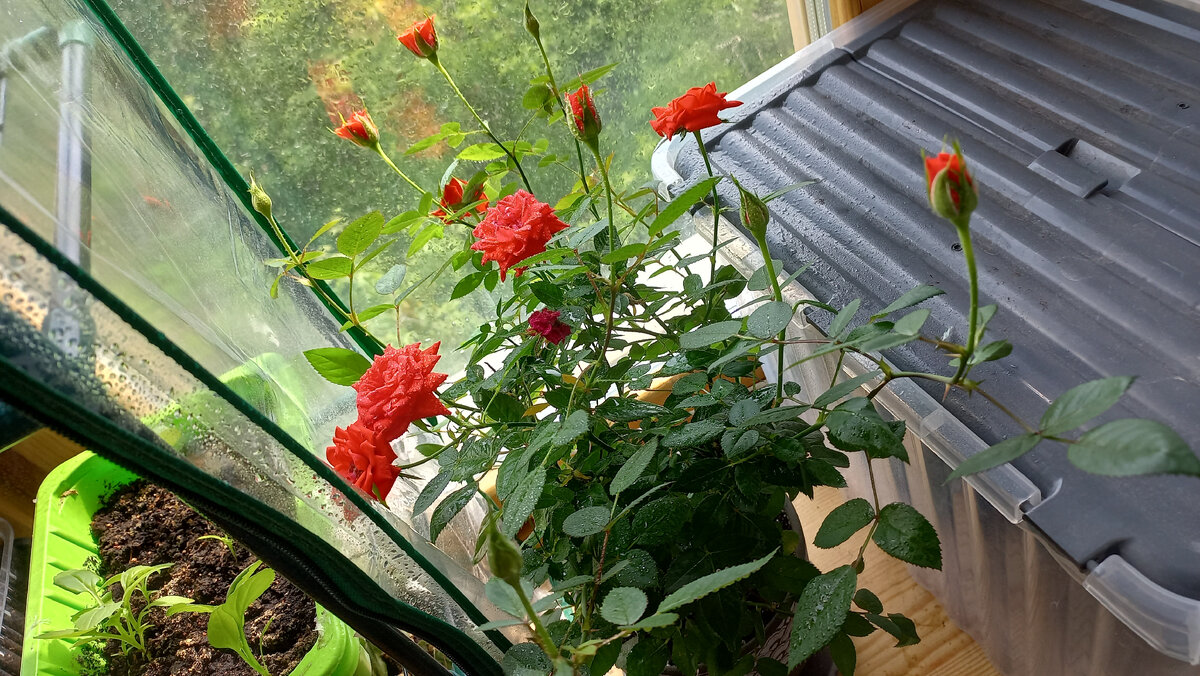 Моя розочка радуется лету. Правда красивая?