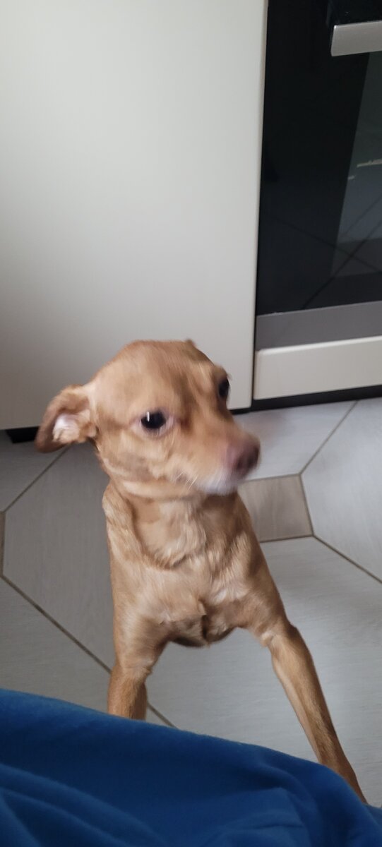 Выпрашивает  еду со стола.