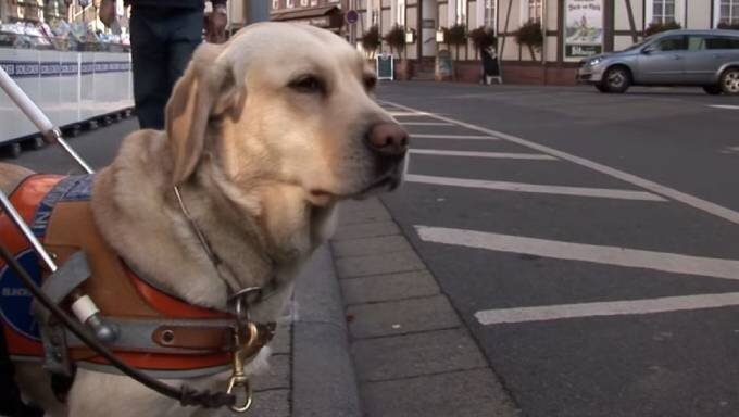                                         Собака проводник лабрадор ретривер