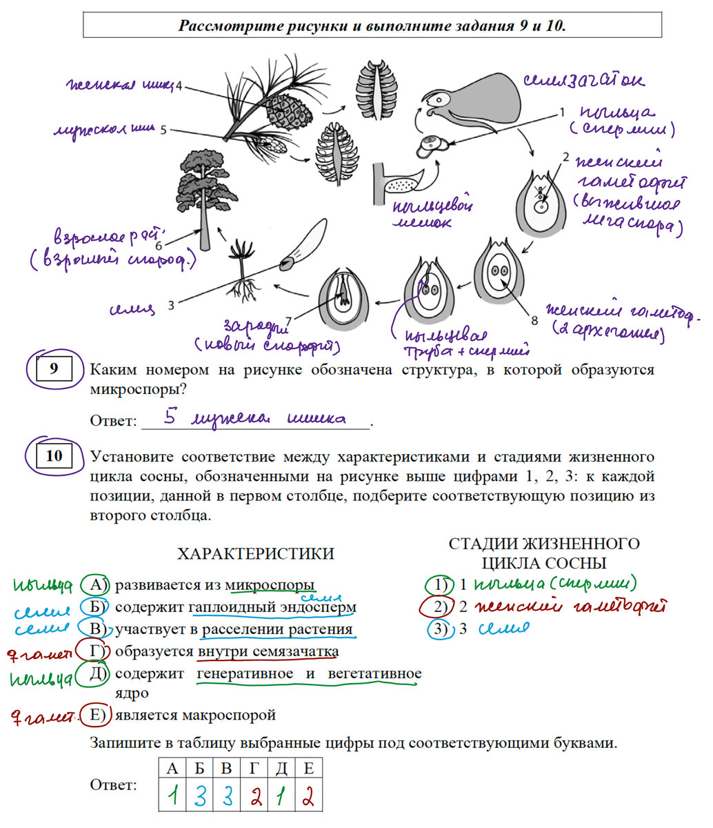 задачи на генетику по биологии егэ. задачи генетика егэ 2023. алгоритм решения генетических задач по биологии 10 класс. решение задач на псевдоаутосомное наследование егэ. псевдоаутосомное наследование задачи егэ 2022.