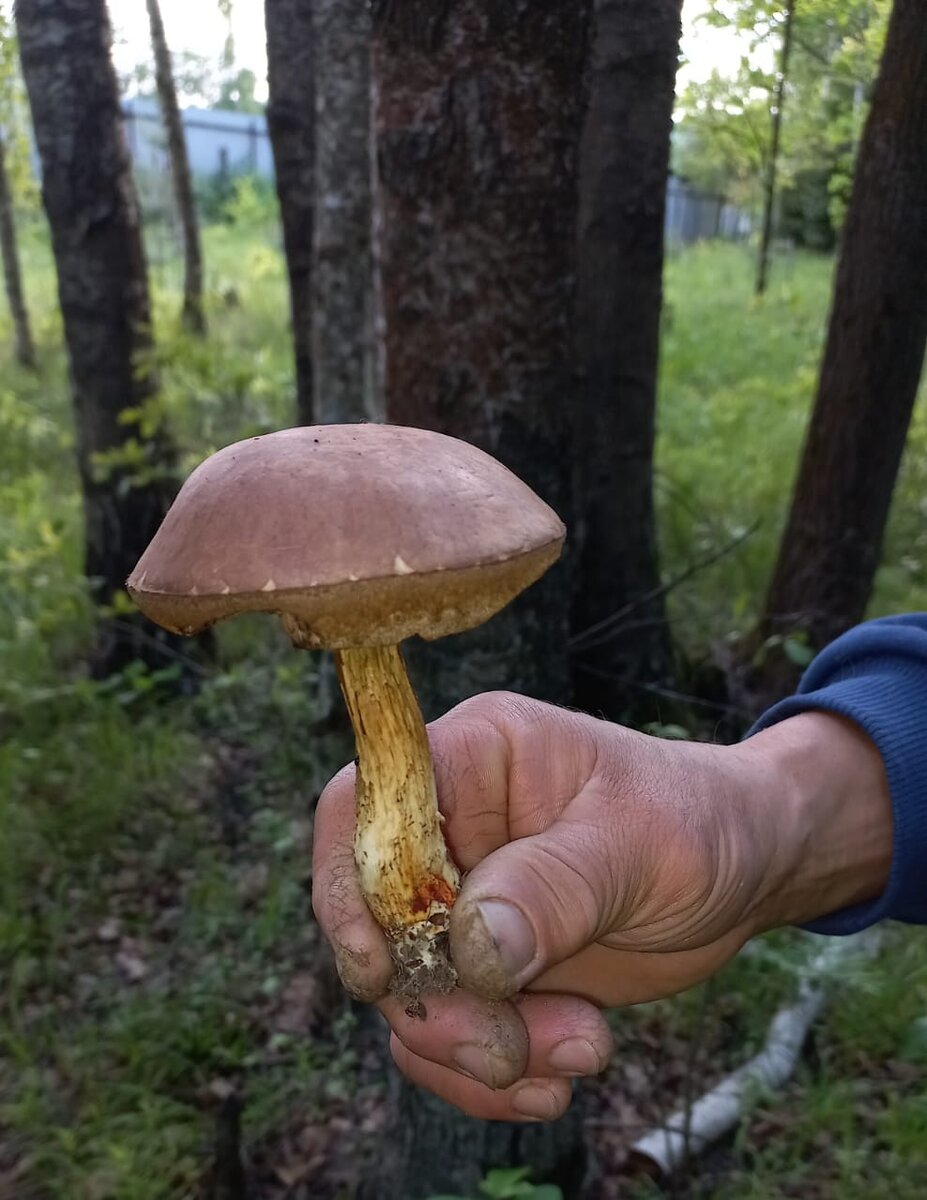 Подберезовик.