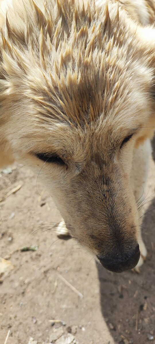 МУХТАРУШКА