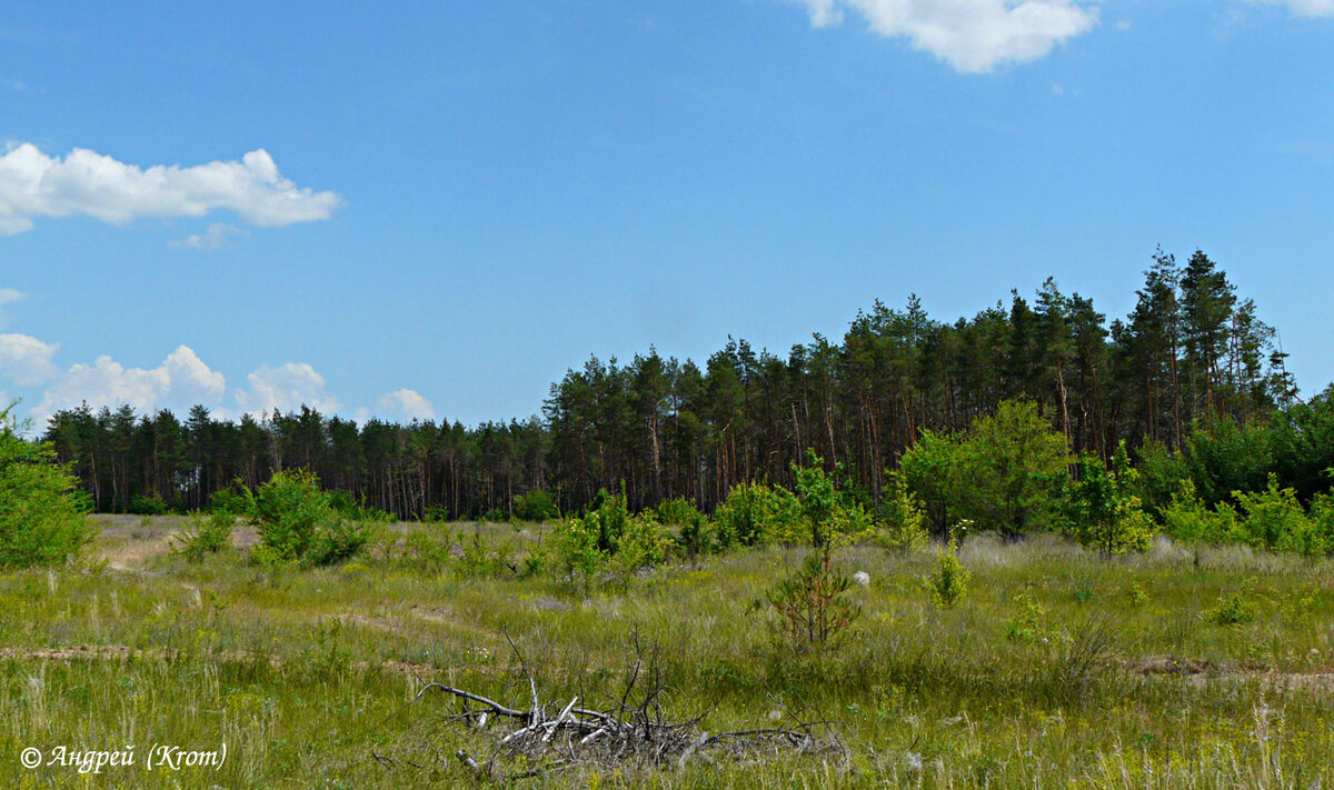 Сосновый лес неподалеку от дороги