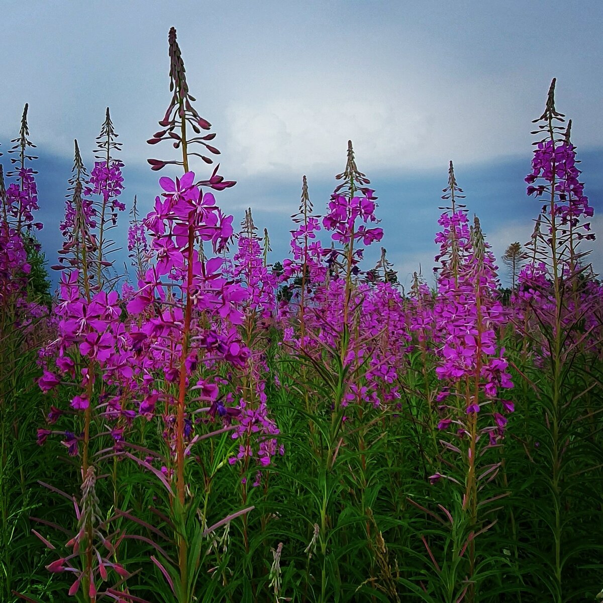 Фотографии взяты из интернета.