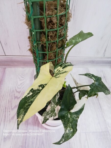 Сингониум Iperial White растёт на тотеме. Vkontakte.ru