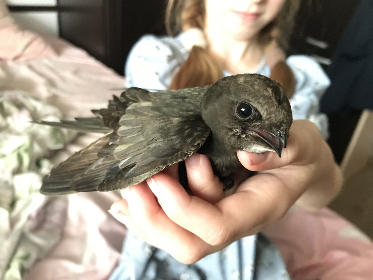 Стриж. Фото сделано автором канала утром воскресенья