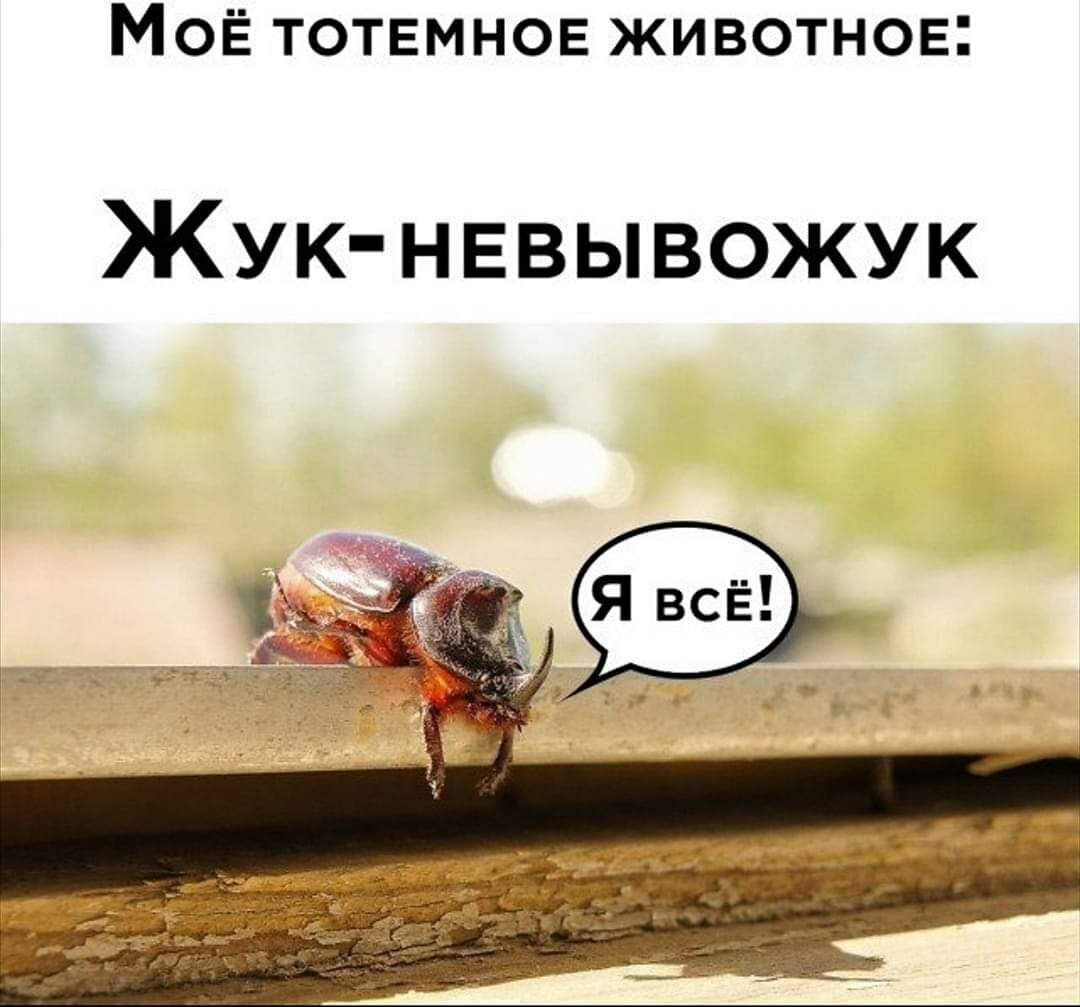 Не вывожу фраза. Жук невывожук. мое тотемное животное жук невывожук. жук невывожук мем. мемы с жуками.