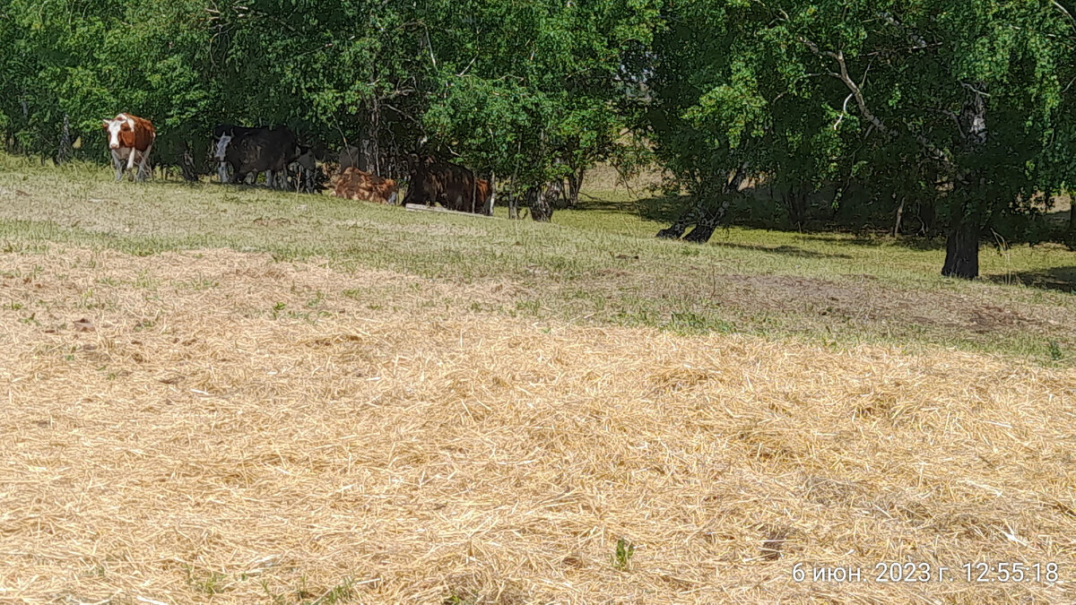 коровы в тенечке